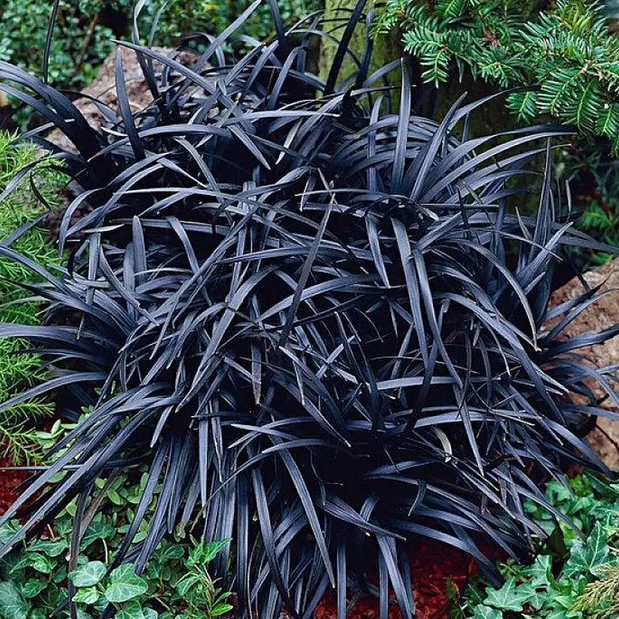 Ophiopogon pl. Niger - Kígyószakáll CS14
