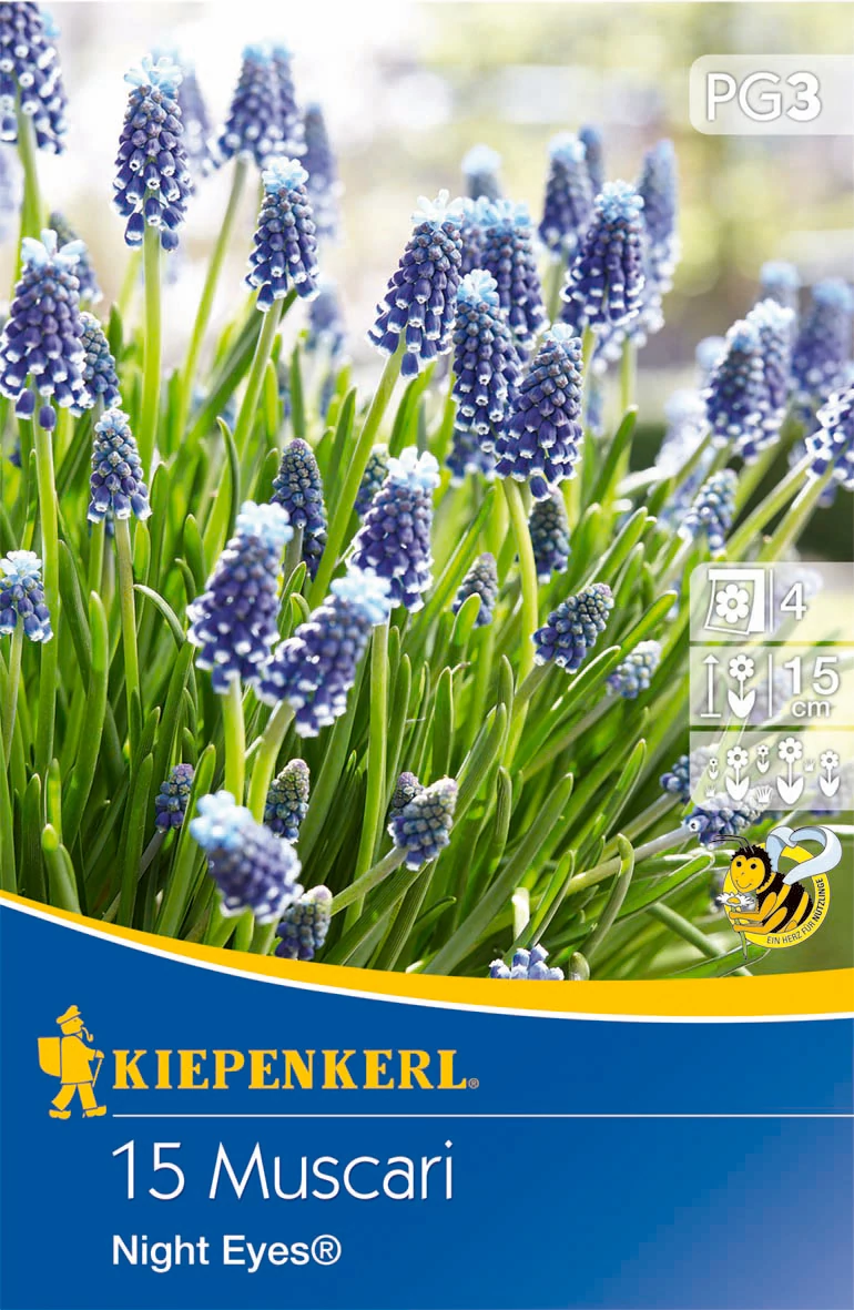 Kiepenkerl Muscari Gyöngyike Night Eyes 15db