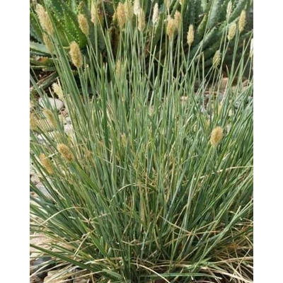 Sesleria nitida – Olasz nyúlfarkfű CS9
