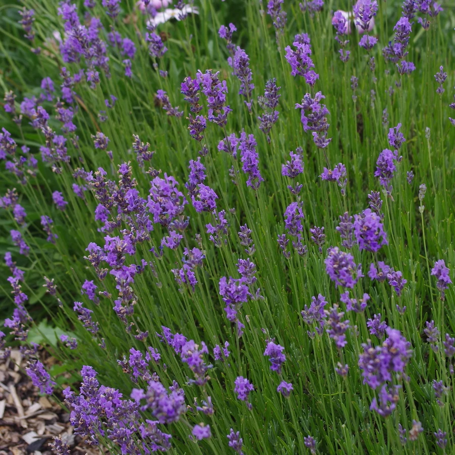 Lavandula Angustifolia Munstead Cs9