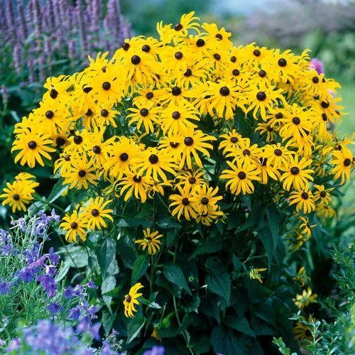 Rudbeckia fulgida City Garden- Pompás kúpvirág CS14