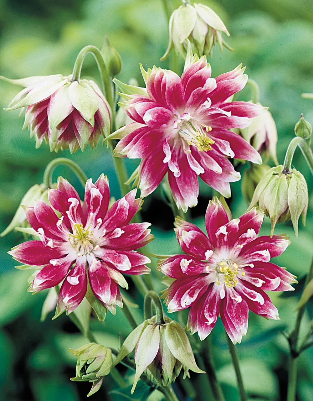 Aquilegia vulgaris Black Barlow' - Teltvirágú harangláb Cs9