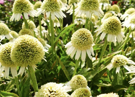 Echinacea Delicious Nougat - Kasvirág CS14