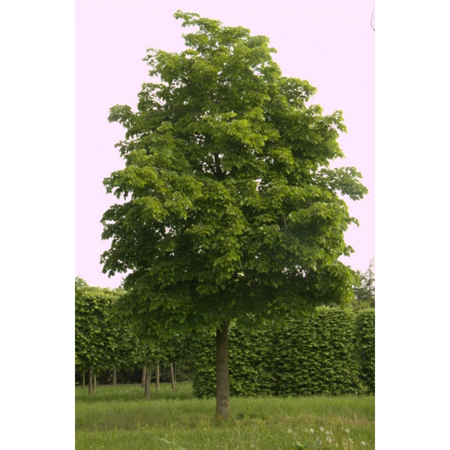 Tilia americana 'Nova' - Amerikai hárs K20/35 10/12