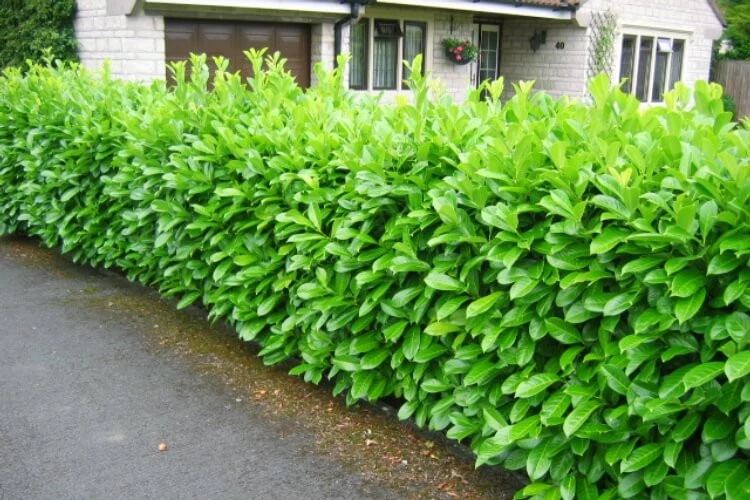 Prunus laurocerasus 'Novita' – Novita babérmeggy K5 60/80