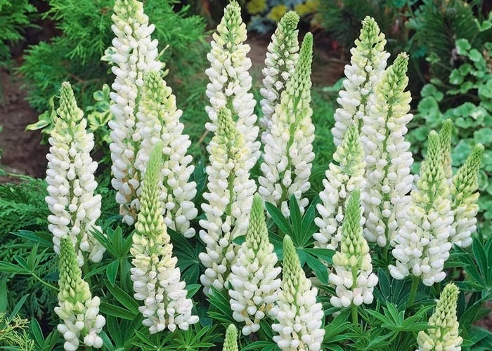 Lupinus Nobel Maiden- Csillagfürt Cs14