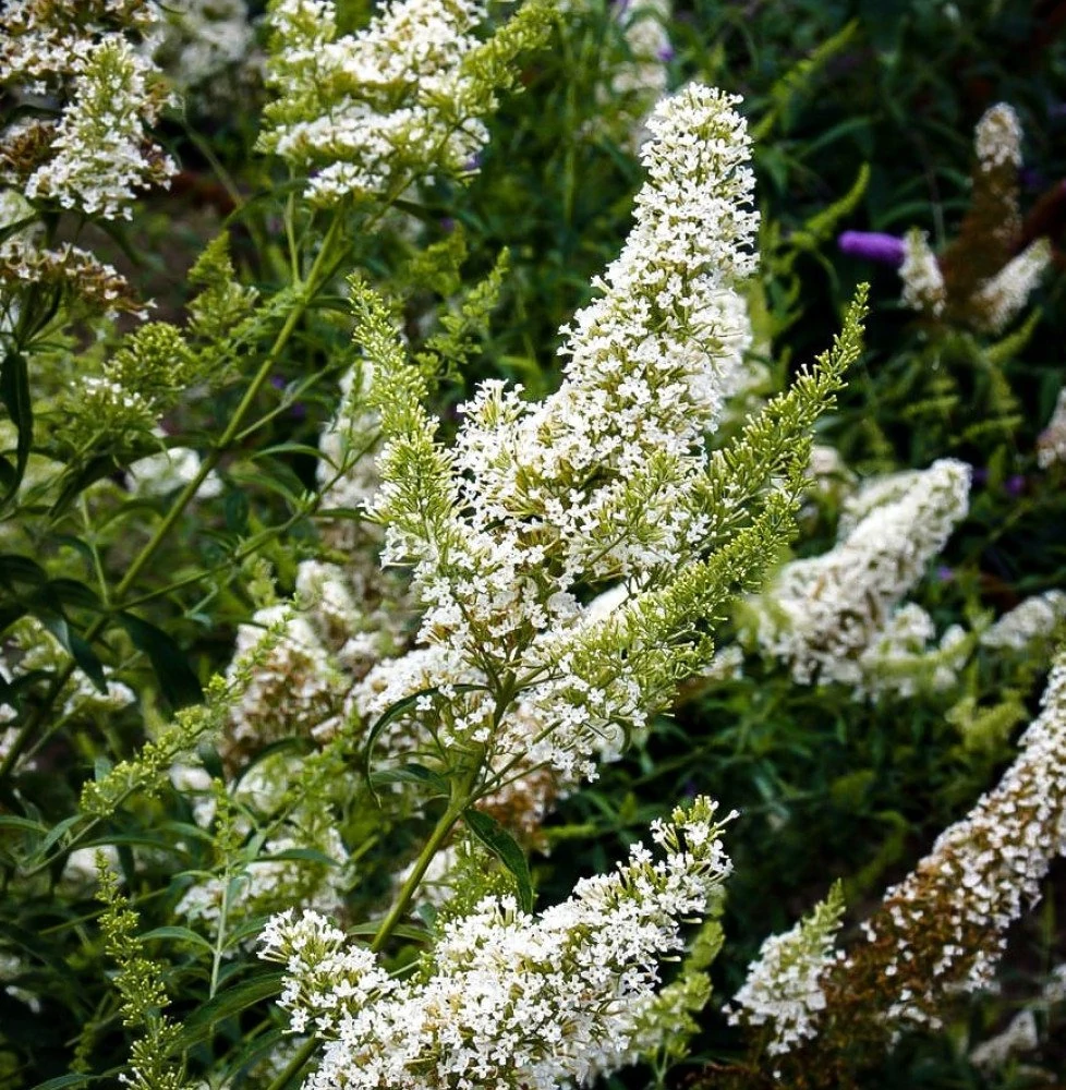 Buddleia davidii Nanho White  Nyáriorgona fehér alacsony