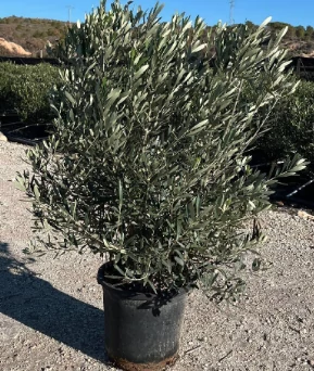 Olea europaea- Európai olajfa K10