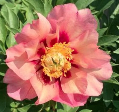 Paeonia Itoh Old Rose Dandy - Itoh  bazsarózsa K5L