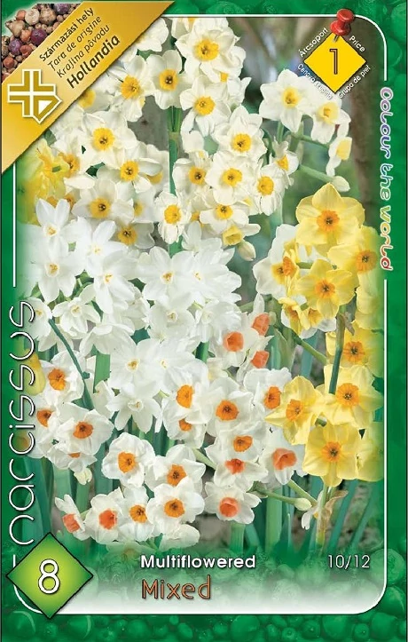 Nárcisz virághagyma 8db-os multiflowered mix