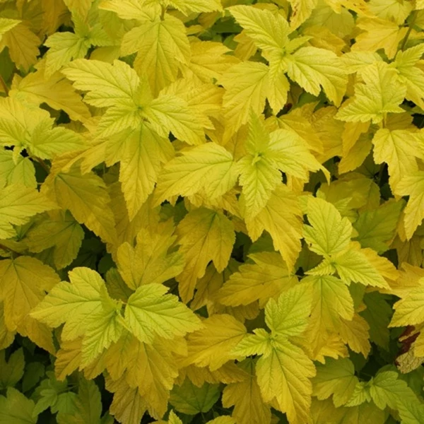 Physocarpus opulifolius Luteus - Sárga levelű, bangitalevelű hólyagvessző K5L 80/100
