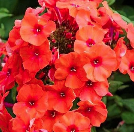 Phlox paniculata Orange Perfection - Bugás lángvirág CS14