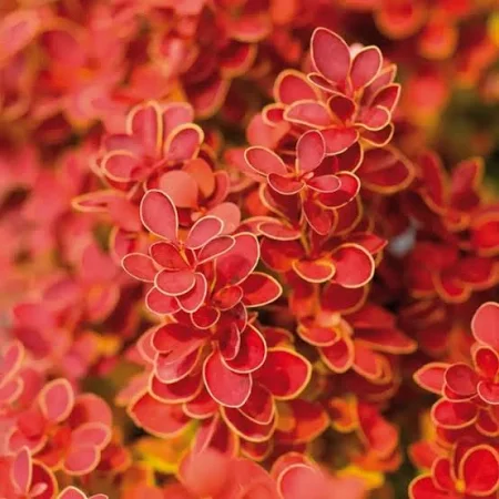 Berberis thunbergii 'Orange Ice - Borbolya piros-narancs K2 20-40