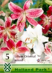 Liliom Oriental mix 5-db-os