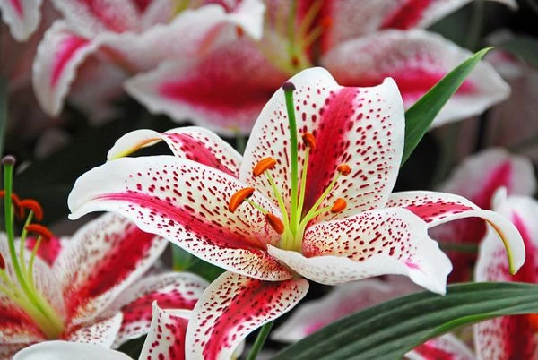 Lilium - Liliom Oriental Dizzy CS14