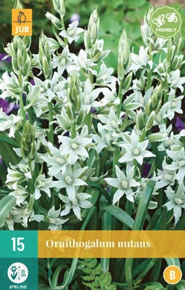 Jub Ornithogalum nutans - Csillagvirág 15 db/cs