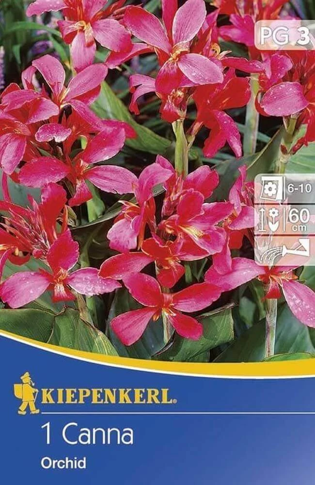 Kiepenkerl Canna törpe Orchid 1db/cs