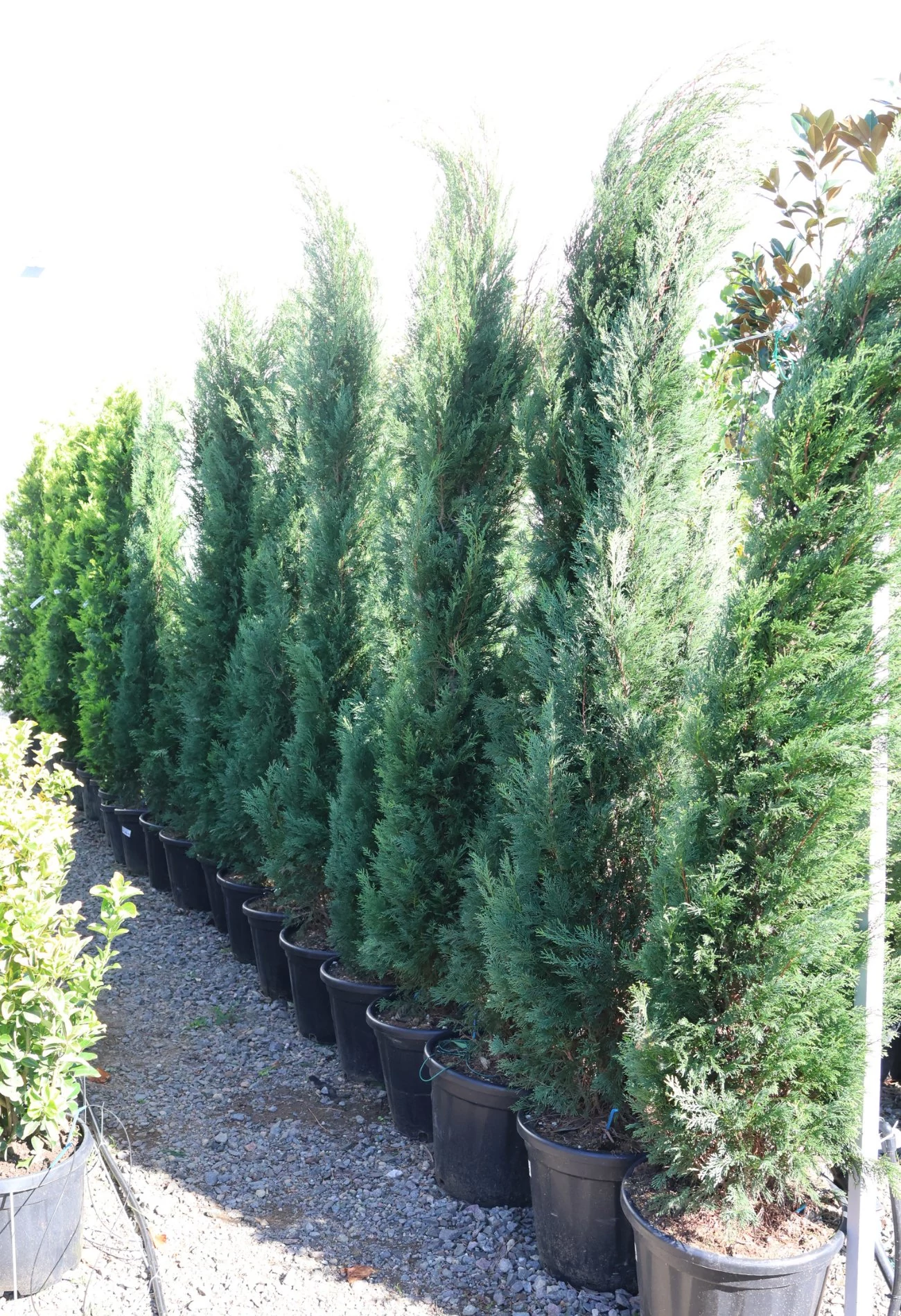 Cupressocyparis leylandii 2001 - Oszlopos leylandi ciprus 125/150 K20/25