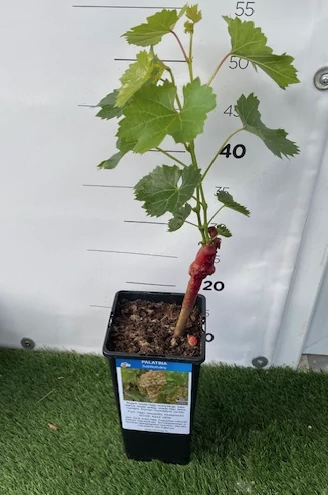 Vitis vinifera - szőlő Palatina K1,4l