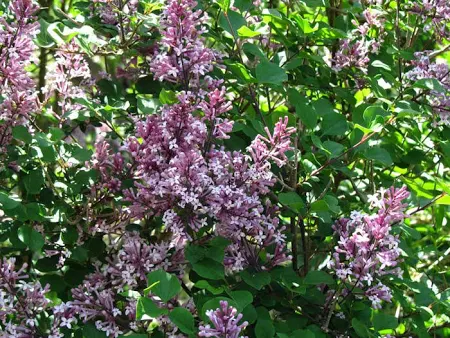 Syringa meyeri Palibin - Törpeorgona 60-100