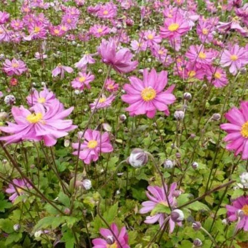 Anemone x hybrida Pamina - Szellőrózsa Cs14
