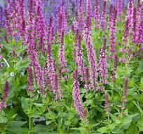 Salvia nemorosa Paradise -  Ligeti zsálya CS14