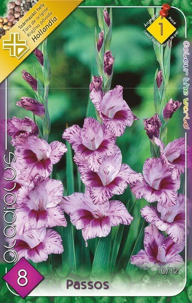 Kardvirág Gladiolus Passos 10db/cs