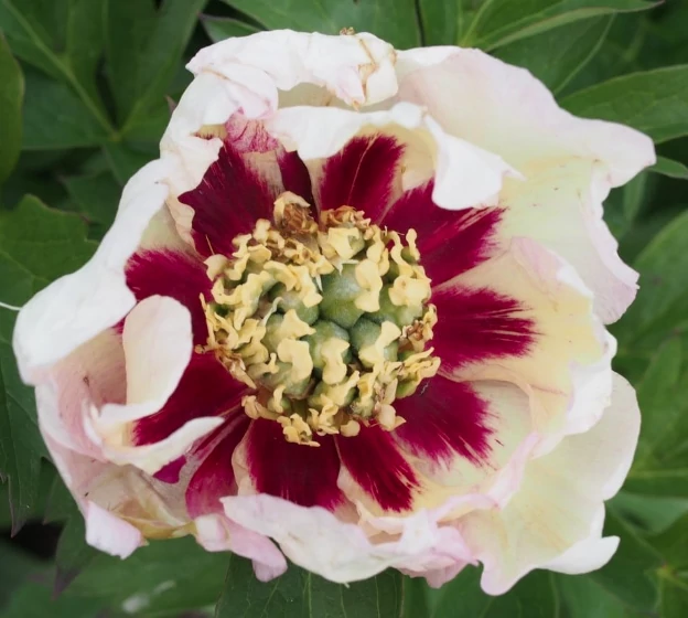 Paeonia Itoh Pastel Splendor - Itoh  bazsarózsa K5L