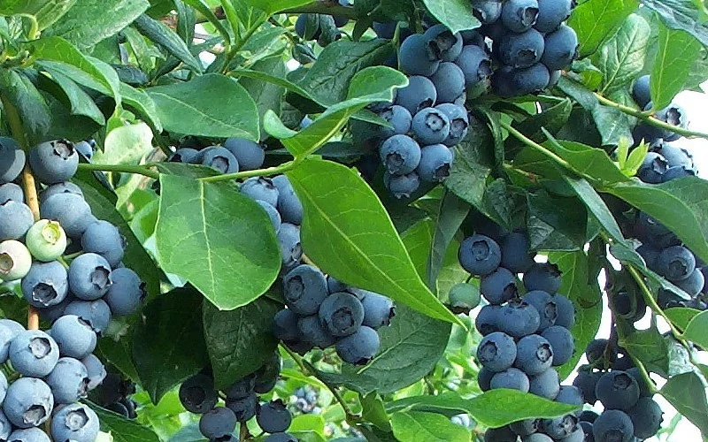 Vaccinium corymbosum 'Patriot' - Magas terméshozamú kék áfonya K2 30/50