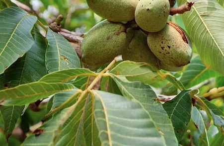Pekándió Carya Illinonensis Cheyenne CS16/130