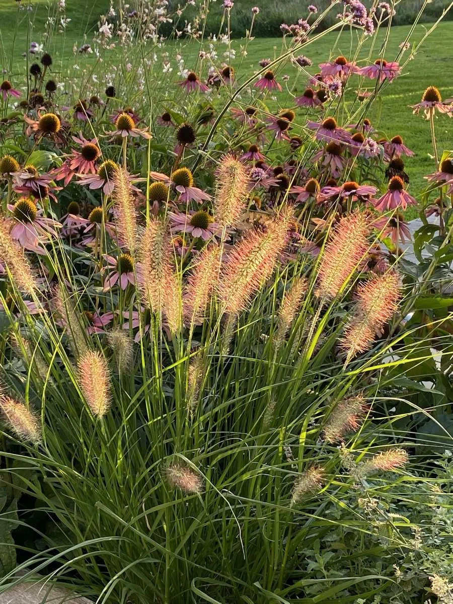 Pennisetum alopecuroides Herbstzauber- Évelő tollborzfű D14