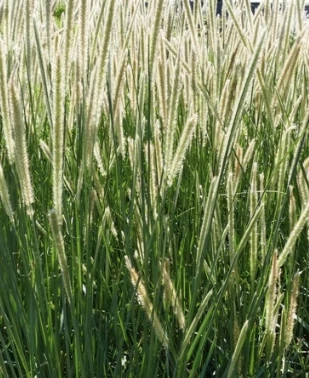 Pennisetum macrourum  - Afrikai tollborzfű D14