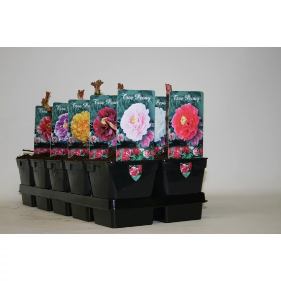 Paeonia suffruticosa - Fásszárú bazsarózsa CS11 15/20