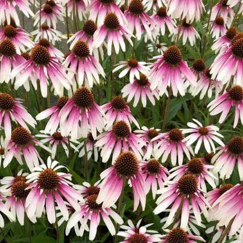 Echinacea - Kasvirág JS Engeltje Pretty Parasols