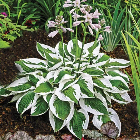 Hosta Patriot- Árnyékliliom CS14