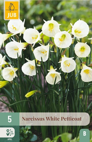 Jub White Petticoat - Nárcisz virághagyma 5 db/cs