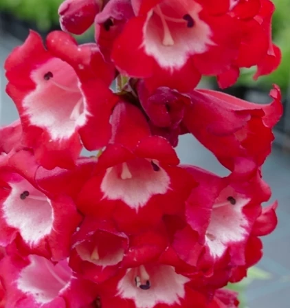 Penstemon hartwegii Phoenix Red - Bugatölcsér CS14