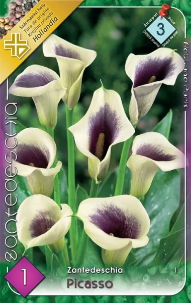 Kála Zantedeschia Picasso 1db/cs