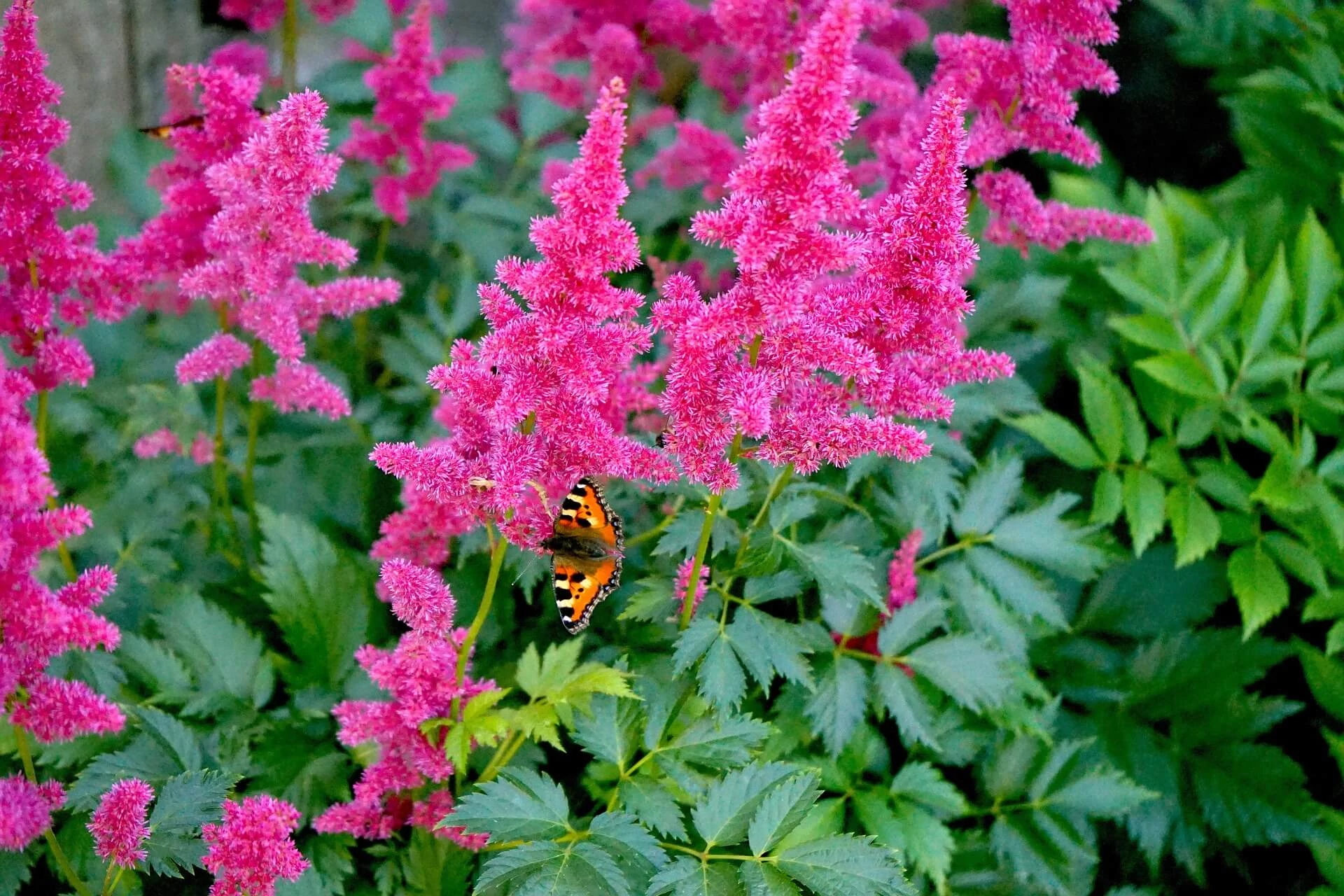 Astilbe - Tollbuga Drum and Bass