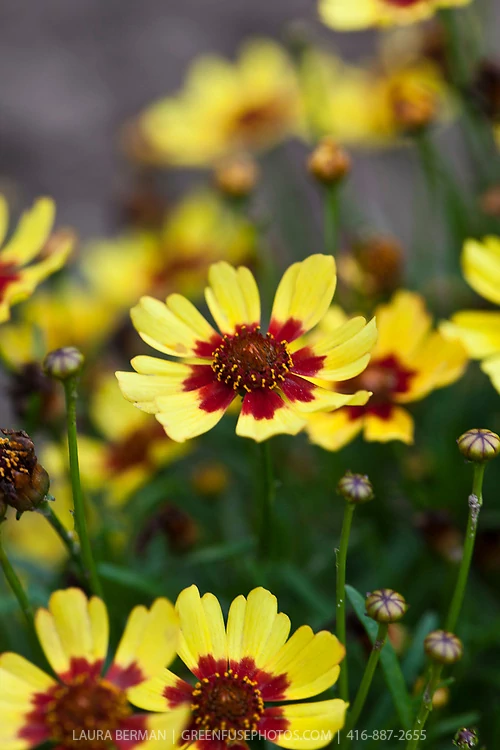 Coreopsis 'Pineapple Pie' - Menyecskeszem Cs14