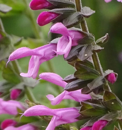 Salvia 'Pink Amistad'- Zsálya K2