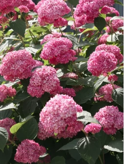Hydrangea Arborescenes Pink Annabelle - Pink Cserjés hortenzia 20-40 K5