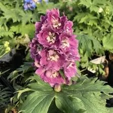 Delphinium elatum 'Delphina Pink White Bee' - Lila-rózsaszín szarkaláb CS14