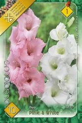 Kardvirág Gladiolus Duo Pink White 10db/cs