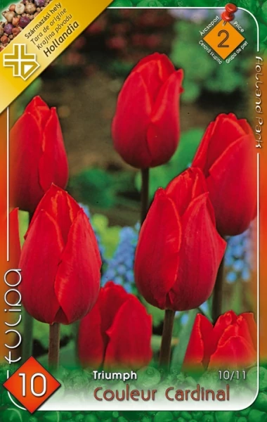 Tulipán virághagyma 10-db-os Triumph Red