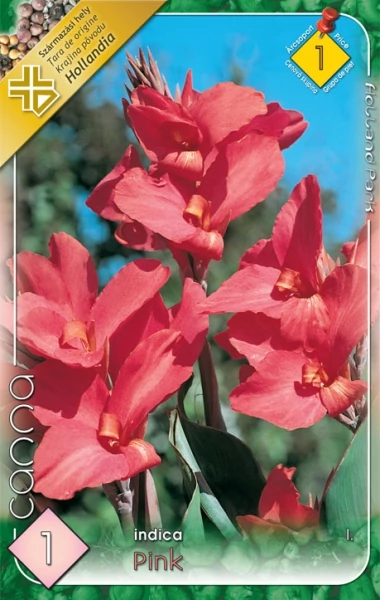 Canna virág Pink 1-db os