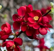 Chaenomeles ×superba 'Crimson and Gold' - Bíbor japánbirs  C2