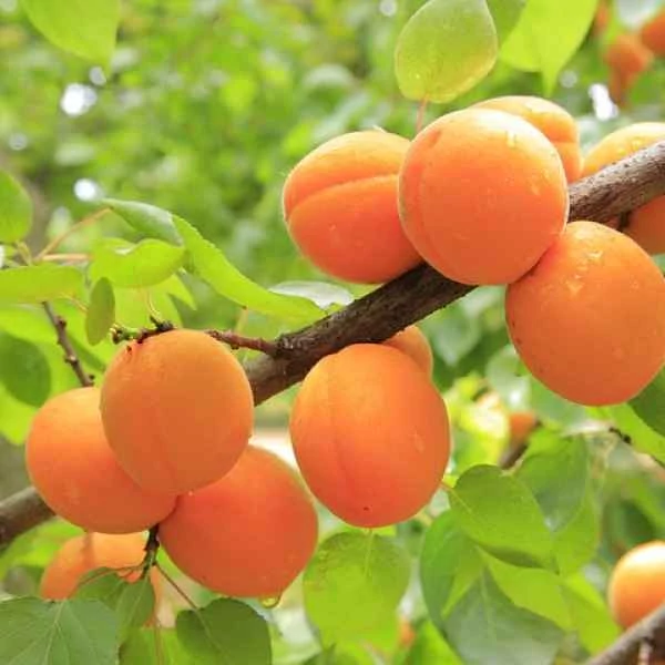 Prunus armeniaca Pisana 1/2 törzses K10 - Kajszibarack