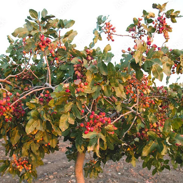 Pistacia 