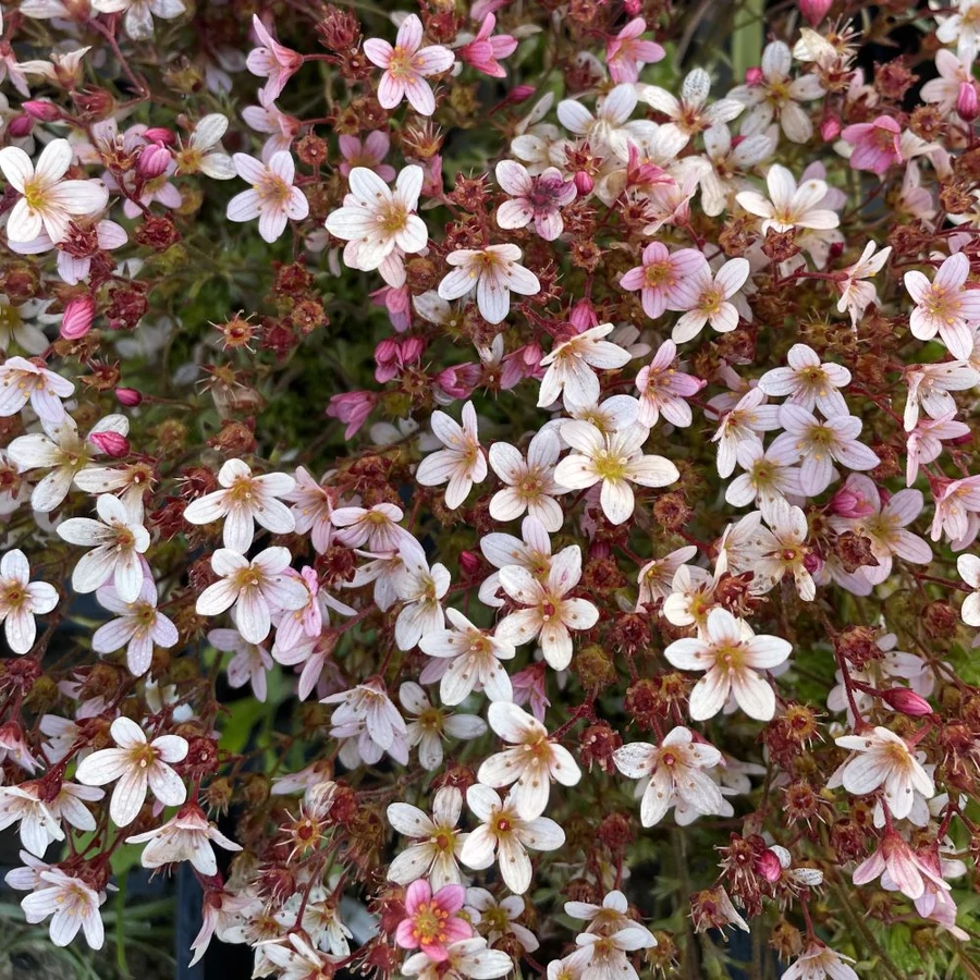 Saxifraga arendsii Pixie Rose- Kőtörőfű CS9